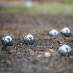 Concours de Pétanque